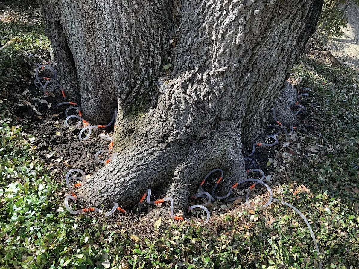 Detailed Tree Cabling and Bracing job site in Keezletown