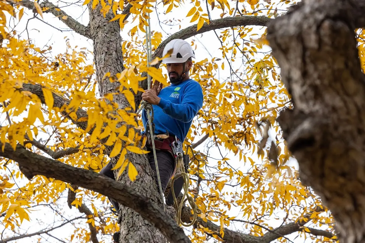 Skilled Storm Damage Cleanup crew working in Keezletown